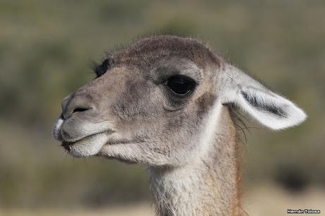 Guanaco amigable