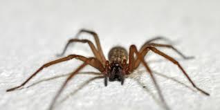 ¿Por qué no debes matar a las arañas que ves en tu casa?