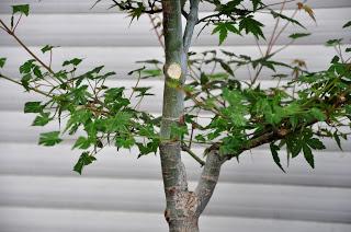 Associacio Art del Bonsai - Associacio Bonsai del Vallès