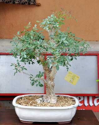 Associacio Art del Bonsai - Associacio Bonsai del Vallès