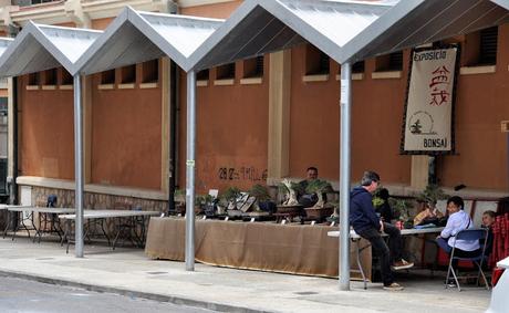 Associacio Art del Bonsai - Associacio Bonsai del Vallès