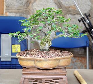 Associacio Art del Bonsai - Associacio Bonsai del Vallès