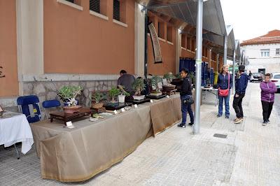 Associacio Art del Bonsai - Associacio Bonsai del Vallès