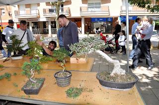 Associacio Art del Bonsai - Associacio Bonsai del Vallès