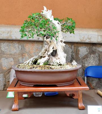 Associacio Art del Bonsai - Associacio Bonsai del Vallès