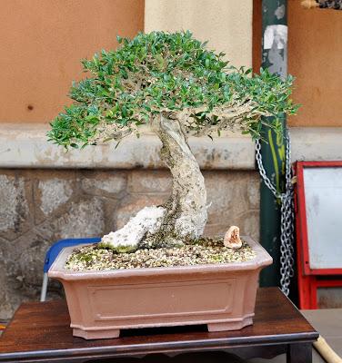 Associacio Art del Bonsai - Associacio Bonsai del Vallès