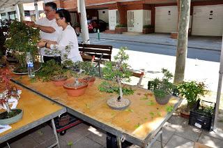 Associacio Art del Bonsai - Associacio Bonsai del Vallès