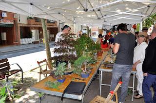 Associacio Art del Bonsai - Associacio Bonsai del Vallès