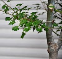 Associacio Art del Bonsai - Associacio Bonsai del Vallès