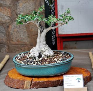 Associacio Art del Bonsai - Associacio Bonsai del Vallès