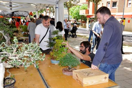Associacio Art del Bonsai - Associacio Bonsai del Vallès
