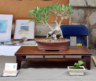 Associacio Art del Bonsai - Associacio Bonsai del Vallès