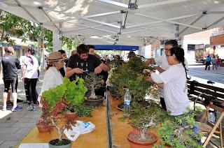Associacio Art del Bonsai - Associacio Bonsai del Vallès