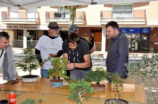 Associacio Art del Bonsai - Associacio Bonsai del Vallès