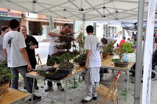 Associacio Art del Bonsai - Associacio Bonsai del Vallès