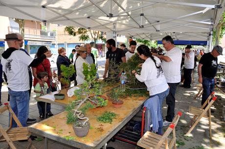 Associacio Art del Bonsai - Associacio Bonsai del Vallès