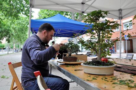 Associacio Art del Bonsai - Associacio Bonsai del Vallès