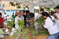 Associacio Art del Bonsai - Associacio Bonsai del Vallès