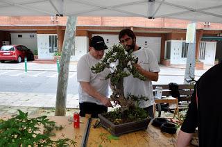 Associacio Art del Bonsai - Associacio Bonsai del Vallès