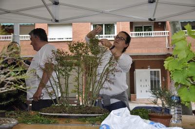 Associacio Art del Bonsai - Associacio Bonsai del Vallès
