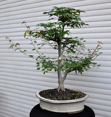 Associacio Art del Bonsai - Associacio Bonsai del Vallès