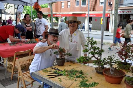 Associacio Art del Bonsai - Associacio Bonsai del Vallès