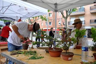 Associacio Art del Bonsai - Associacio Bonsai del Vallès
