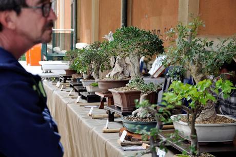 Associacio Art del Bonsai - Associacio Bonsai del Vallès