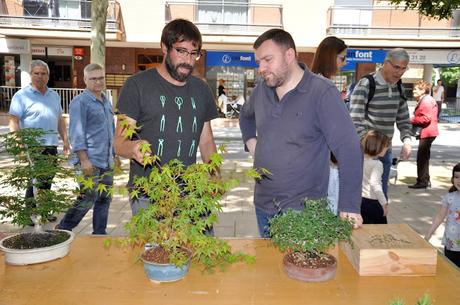 Associacio Art del Bonsai - Associacio Bonsai del Vallès
