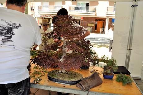 Associacio Art del Bonsai - Associacio Bonsai del Vallès