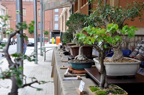 Associacio Art del Bonsai - Associacio Bonsai del Vallès