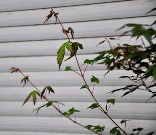 Associacio Art del Bonsai - Associacio Bonsai del Vallès
