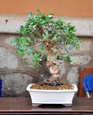 Associacio Art del Bonsai - Associacio Bonsai del Vallès