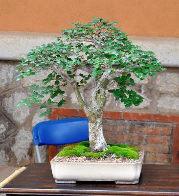 Associacio Art del Bonsai - Associacio Bonsai del Vallès