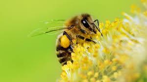 Abeja, Enciclopedia Animal del Universo.