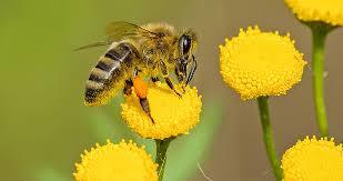 Día Mundial de las Abejas.