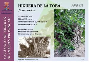 Arboles singulares de la Sierra Norte de Guadalajara
