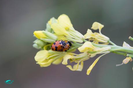 Hippodamia variegata