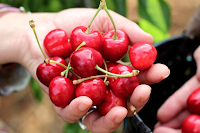 AGROTURISMO DE LA CEREZA 