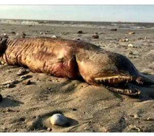 Las sirenas no son un mito.