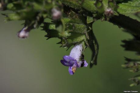 Yerba del lucero (Hyptis mutabilis)