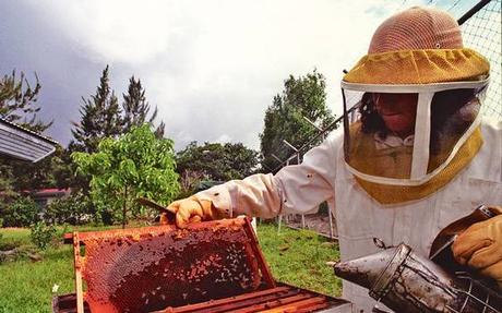 El Cambio Climático acaba con la miel