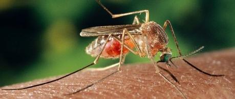 Prevenir picaduras insectos