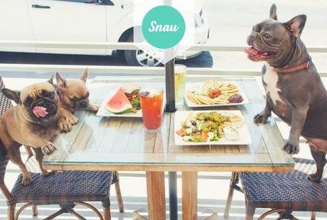 Snau presenta su primer ranking de restaurantes Dog friendly de Madrid