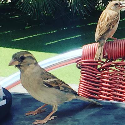 San vicente del raspeig, 100 montaditos, pajaros, comida, que comemos hoy 