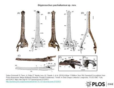 Un gavial sudamericano