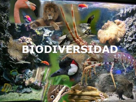 Resultat d'imatges de Biodiversidad