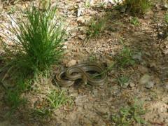Imágenes de la Sierra Norte en mayo