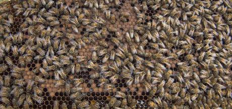 Ecuador se familiariza con las bondades de las abejas