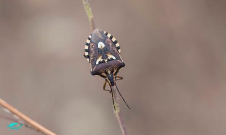 Codophila varia